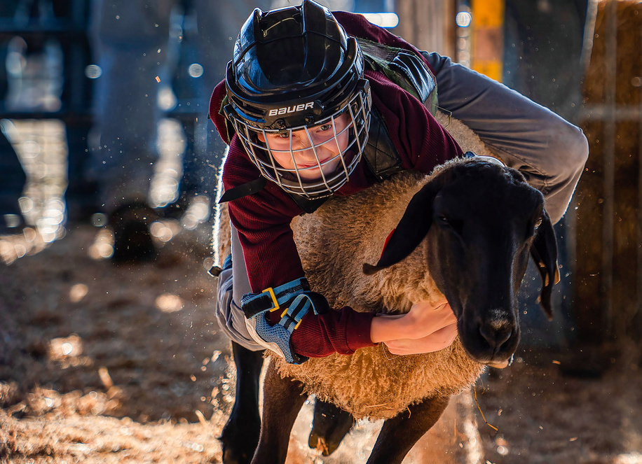 A boy holds onto a sheep during a Mutton Busting competition. Mutton Busting involves a child under 80 pounds who tries to stay on a sheep as long as possible. The Bloomsburg Fair started in 1855 and is a largely agricultural fair. The Fair features a midway with rides and games and a Grandstand with concerts and a demolition derby. The week-long Fair is a huge draw and boosts the local economy.
