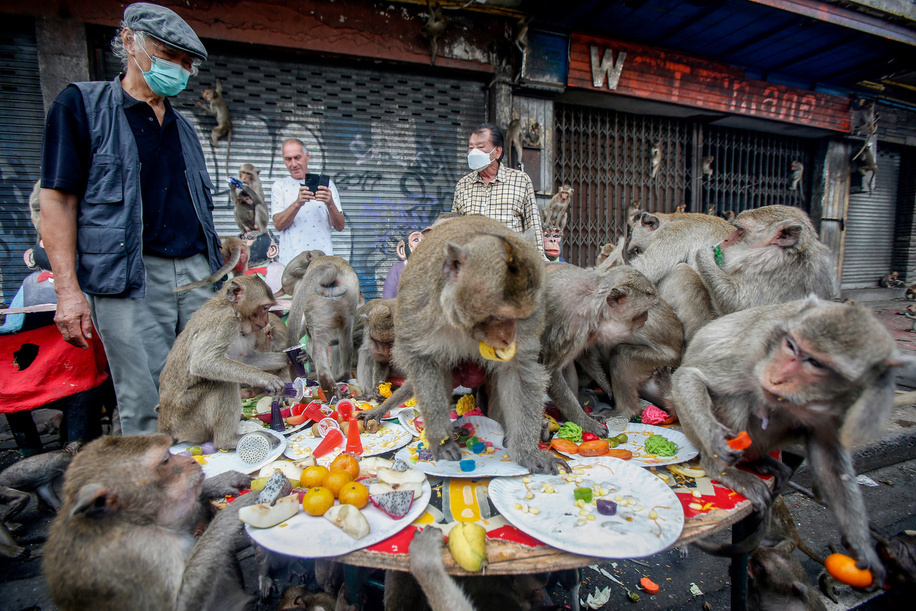 Monkeys are seen eating fruits and vegetables during the 34th annual Monkey Party Festival, at the Phra Prang Sam Yot temple in Lopburi province, north of Bangkok.