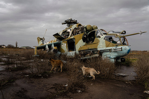 Two dogs were seen near a damaged combat helicopter Mil Mi-24 at the Kherson airport. Kherson airport was left with wreckage after Ukrainian troops attacked the base of the Russian forces during their occupation of the area. The Russian troops have fled and abandoned this strategic location.