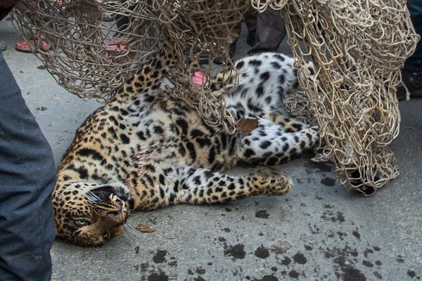 A leopard lays sedated inside a net after being captured during the rescue operation by wildlife team in Chadoora Budgam. Wildlife officials said that the leopard had taken shelter beneath a vehicle, creating panic among the residents, later a team of experts tranquillized the leopard and shifted it to a safe sanctuary.