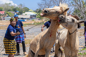 A handler tries to separate two horses that are injured during a traditional horse fighting. The traditional performance of horse fighting was presented as one of a series of events for the 2023 Indonesian Photographers' Jamboree at the Bokori Island crossing pier, Soropia. Pogiraha Adhara or horse fighting tradition is a cultural performance in the Muna Regency and West Muna Regency areas where a horse handler brings two male horses to compete with each other / fight over a female horse.