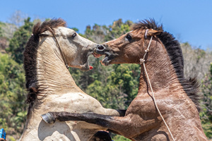 Two male horses fight over a female, supervised by their respective handlers during the traditional performance of horse fighting. The traditional performance of horse fighting was presented as one of a series of events for the 2023 Indonesian Photographers' Jamboree at the Bokori Island crossing pier, Soropia. Pogiraha Adhara or horse fighting tradition is a cultural performance in the Muna Regency and West Muna Regency areas where a horse handler brings two male horses to compete with each other / fight over a female horse.