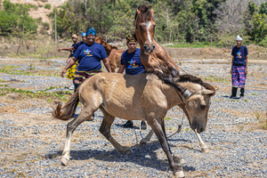 Two male horses fight over a female, supervised by their respective handlers during the traditional performance of horse fighting. The traditional performance of horse fighting was presented as one of a series of events for the 2023 Indonesian Photographers' Jamboree at the Bokori Island crossing pier, Soropia. Pogiraha Adhara or horse fighting tradition is a cultural performance in the Muna Regency and West Muna Regency areas where a horse handler brings two male horses to compete with each other / fight over a female horse.