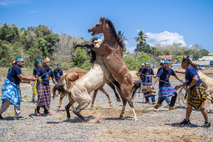 Two male horses fight over a female, supervised by their respective handlers during the traditional performance of horse fighting. The traditional performance of horse fighting was presented as one of a series of events for the 2023 Indonesian Photographers' Jamboree at the Bokori Island crossing pier, Soropia. Pogiraha Adhara or horse fighting tradition is a cultural performance in the Muna Regency and West Muna Regency areas where a horse handler brings two male horses to compete with each other / fight over a female horse.