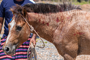 A fighter horse seen with scars attained during the traditional performance of horse fighting. The traditional performance of horse fighting was presented as one of a series of events for the 2023 Indonesian Photographers' Jamboree at the Bokori Island crossing pier, Soropia. Pogiraha Adhara or horse fighting tradition is a cultural performance in the Muna Regency and West Muna Regency areas where a horse handler brings two male horses to compete with each other / fight over a female horse.