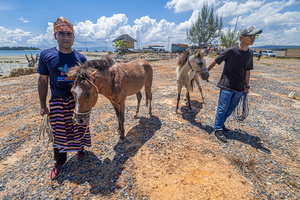 A horse handler stands close to his fighter horse during the traditional performance of horse fighting. The traditional performance of horse fighting was presented as one of a series of events for the 2023 Indonesian Photographers' Jamboree at the Bokori Island crossing pier, Soropia. Pogiraha Adhara or horse fighting tradition is a cultural performance in the Muna Regency and West Muna Regency areas where a horse handler brings two male horses to compete with each other / fight over a female horse.