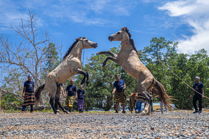 Two male horses fight over a female, supervised by their respective handlers during the traditional performance of horse fighting. The traditional performance of horse fighting was presented as one of a series of events for the 2023 Indonesian Photographers' Jamboree at the Bokori Island crossing pier, Soropia. Pogiraha Adhara or horse fighting tradition is a cultural performance in the Muna Regency and West Muna Regency areas where a horse handler brings two male horses to compete with each other / fight over a female horse.