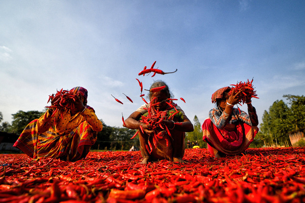 Female workers toss dry red chili peppers under the sun in a chili plantation in Raiganj in West Bengal. Every day, female laborers in Raiganj work at drying chilis at a red chili plantation. They earn around $2 (INR 150) for an 8-hour workday. This job serves as one of the primary sources of income for their families during the summer season.