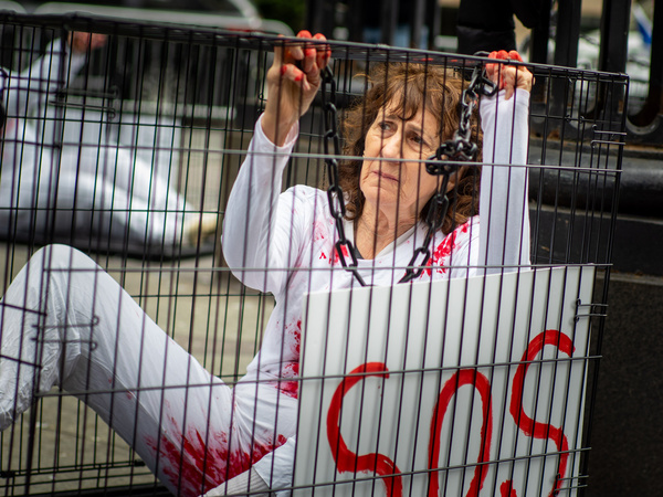 A protester, chained in a cage poses as a Hamas hostage during a demonstration calling for the release of hostages. In New York City thousands of protesters convened near the United Nations Headquarters calling for the return of the remaining hostages held by Hamas. Freed hostage Louis Har alongside other hostages’ families stood in solidarity asking our government to please help. Members of Congress also attended the event. The event started by demonstrators who were chained and caged screaming for help to be freed.