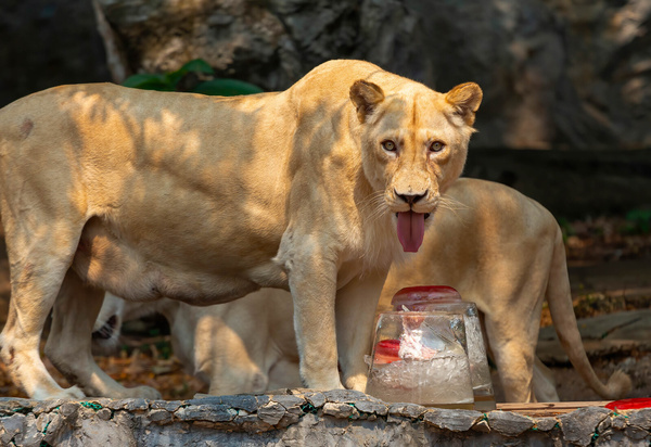 A white lion was given frozen meat by zoo officials to help it cool down from the heat at Chiang Mai Zoo. At Chiang Mai Zoo, Animals were given ice and water to help stay cool, as the temperature exceeded 40 degrees Celsius in The northern region of Chiang Mai for a week.