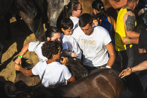 An Aloitador searches for foals among the wild horses during the Rapa das Bestas celebration. “A Rapa Das Bestas" is an ancient Galician festival (dating back to the 15th century) held in the first days of July. It consists of capturing wild horses in the wild, leading them to a curro (enclosed enclosure) and cutting their manes to deworm and care for them. It is a ritual of strength and tradition that symbolizes the coexistence between man and nature celebrated primarily in Sabucedo.