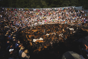 People watch as aloitadores hold a wild horses during the celebration of the Rapa das Bestas. “A Rapa Das Bestas" is an ancient Galician festival (dating back to the 15th century) held in the first days of July. It consists of capturing wild horses, leading them to a curro (enclosed enclosure) and cutting their manes to deworm and care for them. It is a ritual of strength and a tradition that symbolizes the coexistence between man and nature celebrated primarily in Sabucedo.