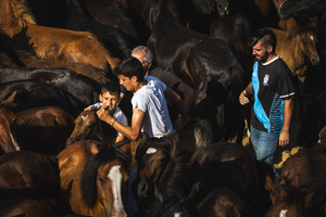 An Aloitador searches for foals among the wild horses during the Rapa das Bestas celebration. “A Rapa Das Bestas" is an ancient Galician festival (dating back to the 15th century) held in the first days of July. It consists of capturing wild horses in the wild, leading them to a curro (enclosed enclosure) and cutting their manes to deworm and care for them. It is a ritual of strength and tradition that symbolizes the coexistence between man and nature celebrated primarily in Sabucedo.