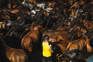 An Aloitador searches for foals among the wild horses during the Rapa das Bestas celebration. “A Rapa Das Bestas" is an ancient Galician festival (dating back to the 15th century) held in the first days of July. It consists of capturing wild horses in the wild, leading them to a curro (enclosed enclosure) and cutting their manes to deworm and care for them. It is a ritual of strength and tradition that symbolizes the coexistence between man and nature celebrated primarily in Sabucedo.