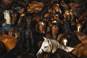 Wild horses gather inside the Curro during the Rapa das Bestas celebration. “A Rapa Das Bestas" is an ancient Galician festival (dating back to the 15th century) held in the first days of July. It consists of capturing wild horses in the wild, leading them to a curro (enclosed enclosure) and cutting their manes to deworm and care for them. It is a ritual of strength and tradition that symbolizes the coexistence between man and nature celebrated primarily in Sabucedo.