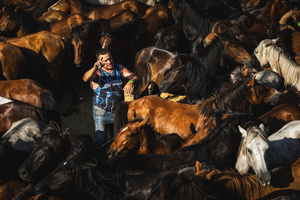 An Aloitador searches for foals among the wild horses during the Rapa das Bestas celebration. “A Rapa Das Bestas" is an ancient Galician festival (dating back to the 15th century) held in the first days of July. It consists of capturing wild horses, leading them to a curro (enclosed enclosure) and cutting their manes to deworm and care for them. It is a ritual of strength and a tradition that symbolizes the coexistence between man and nature celebrated primarily in Sabucedo.