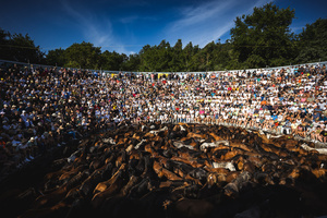 People watch as aloitadores hold a wild horses during the celebration of the Rapa das Bestas. “A Rapa Das Bestas" is an ancient Galician festival (dating back to the 15th century) held in the first days of July. It consists of capturing wild horses, leading them to a curro (enclosed enclosure) and cutting their manes to deworm and care for them. It is a ritual of strength and a tradition that symbolizes the coexistence between man and nature celebrated primarily in Sabucedo.