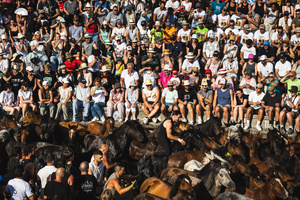 People watch as aloitadores hold a wild horses during the celebration of the Rapa das Bestas. “A Rapa Das Bestas" is an ancient Galician festival (dating back to the 15th century) held in the first days of July. It consists of capturing wild horses, leading them to a curro (enclosed enclosure) and cutting their manes to deworm and care for them. It is a ritual of strength and a tradition that symbolizes the coexistence between man and nature celebrated primarily in Sabucedo.