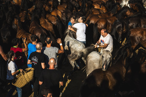 Aloitadores hold a wild horse during the Rapa das Bestas celebration. “A Rapa Das Bestas" is an ancient Galician festival (dating back to the 15th century) held in the first days of July. It consists of capturing wild horses in the wild, leading them to a curro (enclosed enclosure) and cutting their manes to deworm and care for them. It is a ritual of strength and tradition that symbolizes the coexistence between man and nature celebrated primarily in Sabucedo.