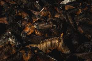 Wild horses gather inside the Curro during the Rapa das Bestas celebration. “A Rapa Das Bestas" is an ancient Galician festival (dating back to the 15th century) held in the first days of July. It consists of capturing wild horses, leading them to a curro (enclosed enclosure) and cutting their manes to deworm and care for them. It is a ritual of strength and a tradition that symbolizes the coexistence between man and nature celebrated primarily in Sabucedo.