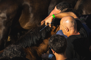 Aloitadores hold a wild horse while another cuts its mane during the Rapa das Bestas celebration. “A Rapa Das Bestas" is an ancient Galician festival (dating back to the 15th century) held in the first days of July. It consists of capturing wild horses, leading them to a curro (enclosed enclosure) and cutting their manes to deworm and care for them. It is a ritual of strength and a tradition that symbolizes the coexistence between man and nature celebrated primarily in Sabucedo.