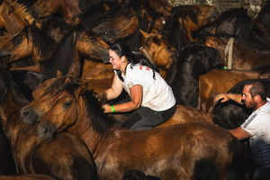 Aloitadores hold a wild horse during the Rapa das Bestas celebration. “A Rapa Das Bestas" is an ancient Galician festival (dating back to the 15th century) held in the first days of July. It consists of capturing wild horses in the wild, leading them to a curro (enclosed enclosure) and cutting their manes to deworm and care for them. It is a ritual of strength and tradition that symbolizes the coexistence between man and nature celebrated primarily in Sabucedo.