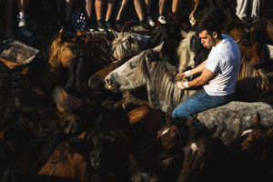 Aloitadores hold a wild horse during the Rapa das Bestas celebration. “A Rapa Das Bestas" is an ancient Galician festival (dating back to the 15th century) held in the first days of July. It consists of capturing wild horses in the wild, leading them to a curro (enclosed enclosure) and cutting their manes to deworm and care for them. It is a ritual of strength and tradition that symbolizes the coexistence between man and nature celebrated primarily in Sabucedo.