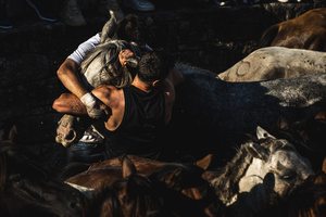 Aloitadores hold a wild horse during the Rapa das Bestas celebration. “A Rapa Das Bestas" is an ancient Galician festival (dating back to the 15th century) held in the first days of July. It consists of capturing wild horses, leading them to a curro (enclosed enclosure) and cutting their manes to deworm and care for them. It is a ritual of strength and a tradition that symbolizes the coexistence between man and nature celebrated primarily in Sabucedo.