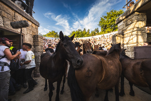 Wild horses seen at the entrance to the Curro during the Rapa das Bestas celebration. “A Rapa Das Bestas" is an ancient Galician festival (dating back to the 15th century) held in the first days of July. It consists of capturing wild horses in the wild, leading them to a curro (enclosed enclosure) and cutting their manes to deworm and care for them. It is a ritual of strength and tradition that symbolizes the coexistence between man and nature celebrated primarily in Sabucedo.