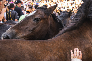 Wild horses seen at the Curro during the Rapa das Bestas celebration. “A Rapa Das Bestas" is an ancient Galician festival (dating back to the 15th century) held in the first days of July. It consists of capturing wild horses in the wild, leading them to a curro (enclosed enclosure) and cutting their manes to deworm and care for them. It is a ritual of strength and tradition that symbolizes the coexistence between man and nature celebrated primarily in Sabucedo.