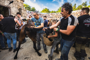 Aloitadores hold a wild horse while another cuts its mane during the Rapa das Bestas celebration. “A Rapa Das Bestas" is an ancient Galician festival (dating back to the 15th century) held in the first days of July. It consists of capturing wild horses in the wild, leading them to a curro (enclosed enclosure) and cutting their manes to deworm and care for them. It is a ritual of strength and tradition that symbolizes the coexistence between man and nature celebrated primarily in Sabucedo.
