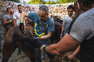 Aloitadores hold a wild horse while another cuts its mane during the Rapa das Bestas celebration. “A Rapa Das Bestas" is an ancient Galician festival (dating back to the 15th century) held in the first days of July. It consists of capturing wild horses in the wild, leading them to a curro (enclosed enclosure) and cutting their manes to deworm and care for them. It is a ritual of strength and tradition that symbolizes the coexistence between man and nature celebrated primarily in Sabucedo.
