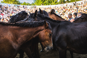 Wild horses with cropped manes gather inside the Curro during the Rapa das Bestas celebration. “A Rapa Das Bestas" is an ancient Galician festival (dating back to the 15th century) held in the first days of July. It consists of capturing wild horses in the wild, leading them to a curro (enclosed enclosure) and cutting their manes to deworm and care for them. It is a ritual of strength and tradition that symbolizes the coexistence between man and nature celebrated primarily in Sabucedo.