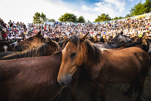 Wild horses gather inside the Curro during the Rapa das Bestas celebration. “A Rapa Das Bestas" is an ancient Galician festival (dating back to the 15th century) held in the first days of July. It consists of capturing wild horses in the wild, leading them to a curro (enclosed enclosure) and cutting their manes to deworm and care for them. It is a ritual of strength and tradition that symbolizes the coexistence between man and nature celebrated primarily in Sabucedo.