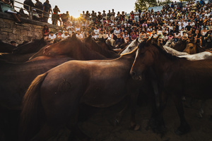 Wild horses gather inside the Curro during the Rapa das Bestas celebration. “A Rapa Das Bestas" is an ancient Galician festival (dating back to the 15th century) held in the first days of July. It consists of capturing wild horses, leading them to a curro (enclosed enclosure) and cutting their manes to deworm and care for them. It is a ritual of strength and a tradition that symbolizes the coexistence between man and nature celebrated primarily in Sabucedo.