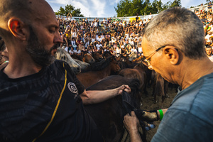 Aloitadores hold a wild horse while another cuts its mane during the Rapa das Bestas celebration. “A Rapa Das Bestas" is an ancient Galician festival (dating back to the 15th century) held in the first days of July. It consists of capturing wild horses in the wild, leading them to a curro (enclosed enclosure) and cutting their manes to deworm and care for them. It is a ritual of strength and tradition that symbolizes the coexistence between man and nature celebrated primarily in Sabucedo.