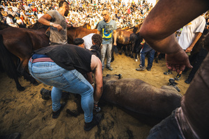 Aloitadores hold a wild horse during the Rapa das Bestas celebration. “A Rapa Das Bestas" is an ancient Galician festival (dating back to the 15th century) held in the first days of July. It consists of capturing wild horses, leading them to a curro (enclosed enclosure) and cutting their manes to deworm and care for them. It is a ritual of strength and a tradition that symbolizes the coexistence between man and nature celebrated primarily in Sabucedo.