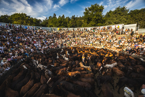 People watch as aloitadores hold a wild horse during the celebration of the Rapa das Bestas. “A Rapa Das Bestas" is an ancient Galician festival (dating back to the 15th century) held in the first days of July. It consists of capturing wild horses in the wild, leading them to a curro (enclosed enclosure) and cutting their manes to deworm and care for them. It is a ritual of strength and tradition that symbolizes the coexistence between man and nature celebrated primarily in Sabucedo.