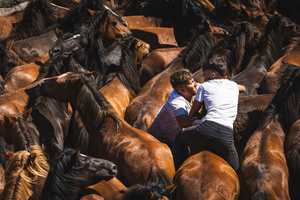 Aloitadores hold a wild horse during the Rapa das Bestas celebration. “A Rapa Das Bestas" is an ancient Galician festival (dating back to the 15th century) held in the first days of July. It consists of capturing wild horses, leading them to a curro (enclosed enclosure) and cutting their manes to deworm and care for them. It is a ritual of strength and a tradition that symbolizes the coexistence between man and nature celebrated primarily in Sabucedo.