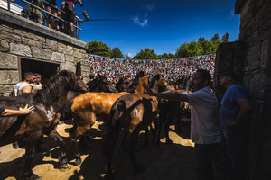 Wild horses gathered inside the Curro during the Rapa das Bestas celebration. “A Rapa Das Bestas" is an ancient Galician festival (dating back to the 15th century) held in the first days of July. It consists of capturing wild horses, leading them to a curro (enclosed enclosure) and cutting their manes to deworm and care for them. It is a ritual of strength and a tradition that symbolizes the coexistence between man and nature celebrated primarily in Sabucedo.