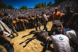 Aloitadores hold a wild horse while another cuts its mane during the Rapa das Bestas celebration. “A Rapa Das Bestas" is an ancient Galician festival (dating back to the 15th century) held in the first days of July. It consists of capturing wild horses, leading them to a curro (enclosed enclosure) and cutting their manes to deworm and care for them. It is a ritual of strength and a tradition that symbolizes the coexistence between man and nature celebrated primarily in Sabucedo.