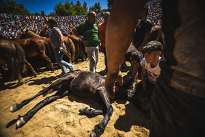 Aloitadores hold a wild horse while another cuts its mane during the Rapa das Bestas celebration. “A Rapa Das Bestas" is an ancient Galician festival (dating back to the 15th century) held in the first days of July. It consists of capturing wild horses in the wild, leading them to a curro (enclosed enclosure) and cutting their manes to deworm and care for them. It is a ritual of strength and tradition that symbolizes the coexistence between man and nature celebrated primarily in Sabucedo.