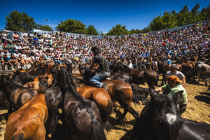 Aloitadores hold a wild horse during the Rapa das Bestas celebration. “A Rapa Das Bestas" is an ancient Galician festival (dating back to the 15th century) held in the first days of July. It consists of capturing wild horses in the wild, leading them to a curro (enclosed enclosure) and cutting their manes to deworm and care for them. It is a ritual of strength and tradition that symbolizes the coexistence between man and nature celebrated primarily in Sabucedo.