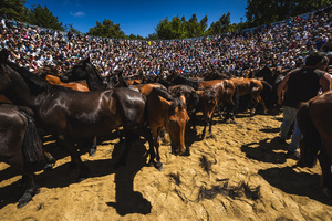 Wild horses gathered inside the Curro during the Rapa das Bestas celebration. “A Rapa Das Bestas" is an ancient Galician festival (dating back to the 15th century) held in the first days of July. It consists of capturing wild horses, leading them to a curro (enclosed enclosure) and cutting their manes to deworm and care for them. It is a ritual of strength and a tradition that symbolizes the coexistence between man and nature celebrated primarily in Sabucedo.