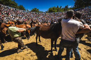 Aloitadores hold a wild horse during the Rapa das Bestas celebration. “A Rapa Das Bestas" is an ancient Galician festival (dating back to the 15th century) held in the first days of July. It consists of capturing wild horses, leading them to a curro (enclosed enclosure) and cutting their manes to deworm and care for them. It is a ritual of strength and a tradition that symbolizes the coexistence between man and nature celebrated primarily in Sabucedo.