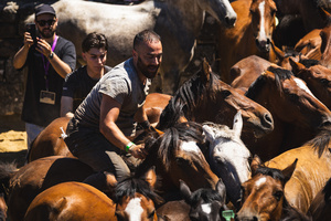 Aloitadores hold a wild horse during the Rapa das Bestas celebration. “A Rapa Das Bestas" is an ancient Galician festival (dating back to the 15th century) held in the first days of July. It consists of capturing wild horses in the wild, leading them to a curro (enclosed enclosure) and cutting their manes to deworm and care for them. It is a ritual of strength and tradition that symbolizes the coexistence between man and nature celebrated primarily in Sabucedo.
