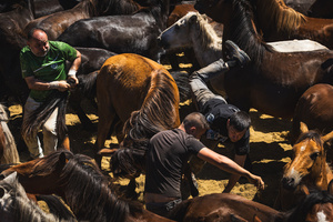 Aloitadores hold a wild horse during the Rapa das Bestas celebration. “A Rapa Das Bestas" is an ancient Galician festival (dating back to the 15th century) held in the first days of July. It consists of capturing wild horses, leading them to a curro (enclosed enclosure) and cutting their manes to deworm and care for them. It is a ritual of strength and a tradition that symbolizes the coexistence between man and nature celebrated primarily in Sabucedo.