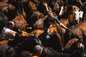 Aloitadores hold a wild horse during the Rapa das Bestas celebration. “A Rapa Das Bestas" is an ancient Galician festival (dating back to the 15th century) held in the first days of July. It consists of capturing wild horses, leading them to a curro (enclosed enclosure) and cutting their manes to deworm and care for them. It is a ritual of strength and a tradition that symbolizes the coexistence between man and nature celebrated primarily in Sabucedo.