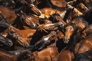 Wild horses gathered inside the Curro during the Rapa das Bestas celebration. “A Rapa Das Bestas" is an ancient Galician festival (dating back to the 15th century) held in the first days of July. It consists of capturing wild horses, leading them to a curro (enclosed enclosure) and cutting their manes to deworm and care for them. It is a ritual of strength and a tradition that symbolizes the coexistence between man and nature celebrated primarily in Sabucedo.