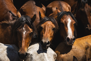 Wild horses gathered inside the Curro during the Rapa das Bestas celebration. “A Rapa Das Bestas" is an ancient Galician festival (dating back to the 15th century) held in the first days of July. It consists of capturing wild horses, leading them to a curro (enclosed enclosure) and cutting their manes to deworm and care for them. It is a ritual of strength and a tradition that symbolizes the coexistence between man and nature celebrated primarily in Sabucedo.